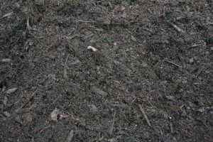 Organic Compost 